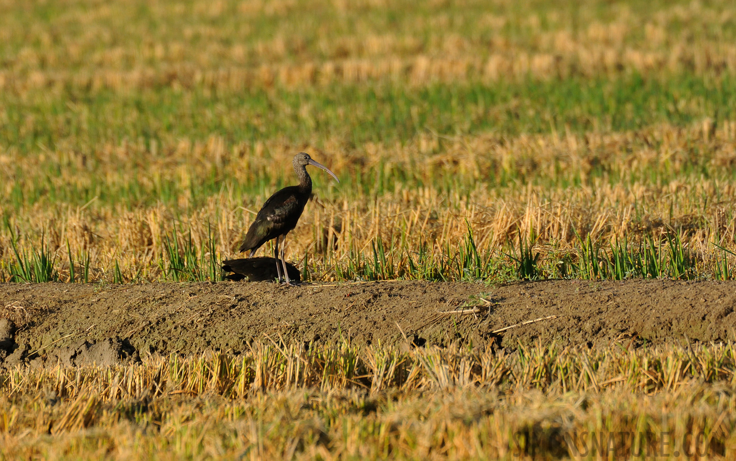 Plegadis falcinellus [550 mm, 1/1600 Sek. bei f / 8.0, ISO 1600]